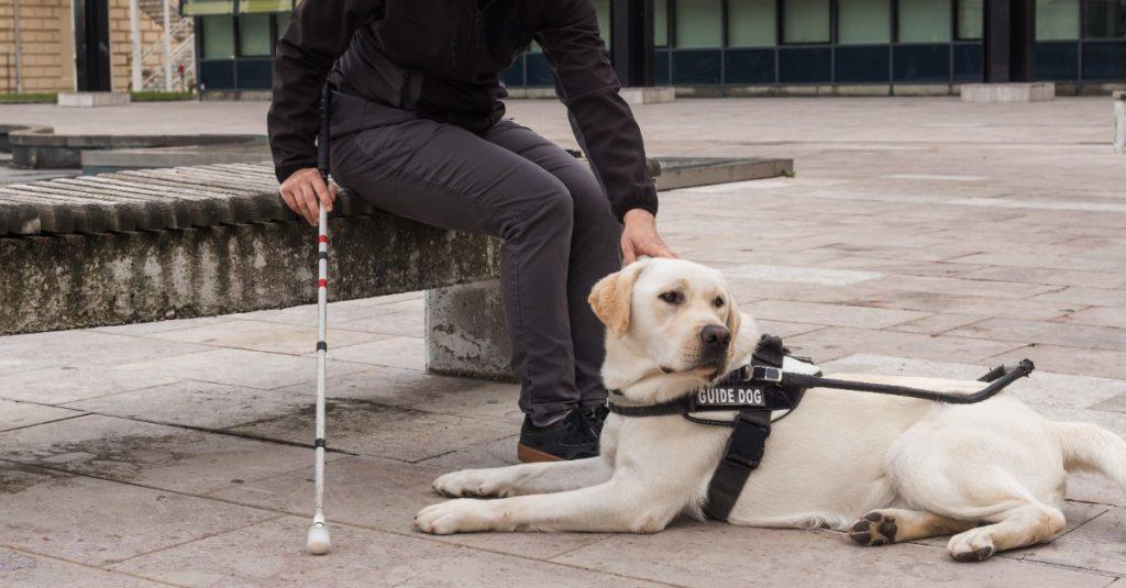 中國開發新型導盲犬「六足」機器狗，配有人工智慧技術，透過鏡頭和感測器識別周遭環境進行導航，幫助視障者更獨立地生活。