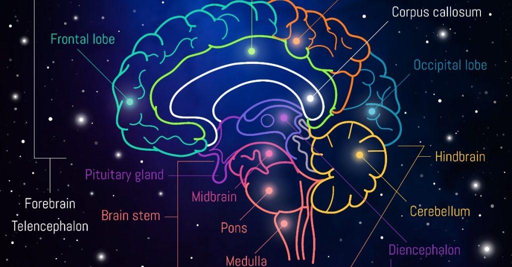 大腦彈性儲存記憶的方式證明大腦可塑造性強大，因此才能保持巨大記憶容量。