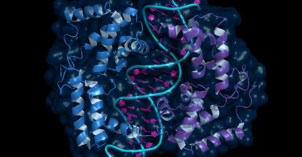 加州大學與華盛頓州立大學研究指出轉錄因子與基因間的相對位置，將會決定其對基因轉錄產生活化或抑制作用。